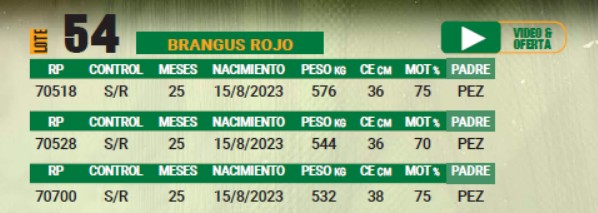 LOTE 54 - TOROS BRANGUS COLORADOS