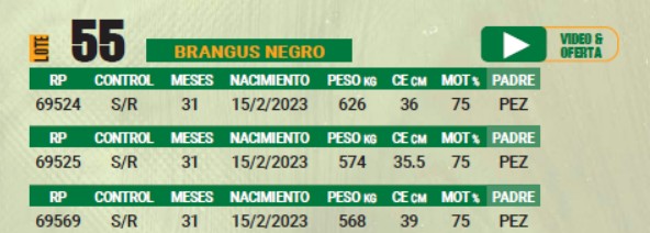 LOTE 55 - TOROS BRANGUS NEGROS