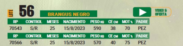LOTE 56 - TOROS BRANGUS NEGROS