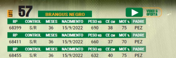LOTE 57 - TOROS BRANGUS NEGROS