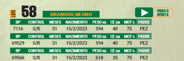 LOTE 58 - TOROS BRANGUS NEGROS