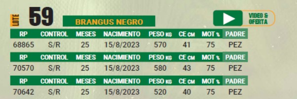 LOTE 59 - TOROS BRANGUS NEGROS