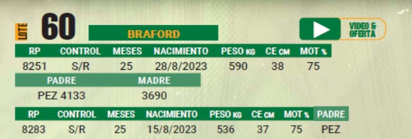 LOTE 60 - TOROS BRAFORD