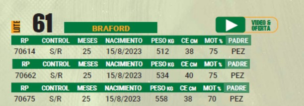 LOTE 61 - TOROS BRAFORD