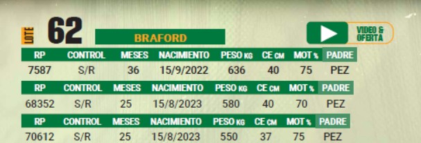 LOTE 62 - TOROS BRAFORD