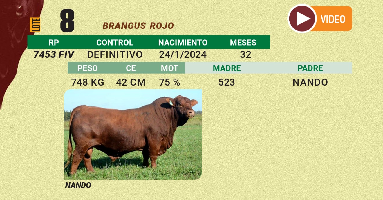 LOTE 08 - BRANGUS