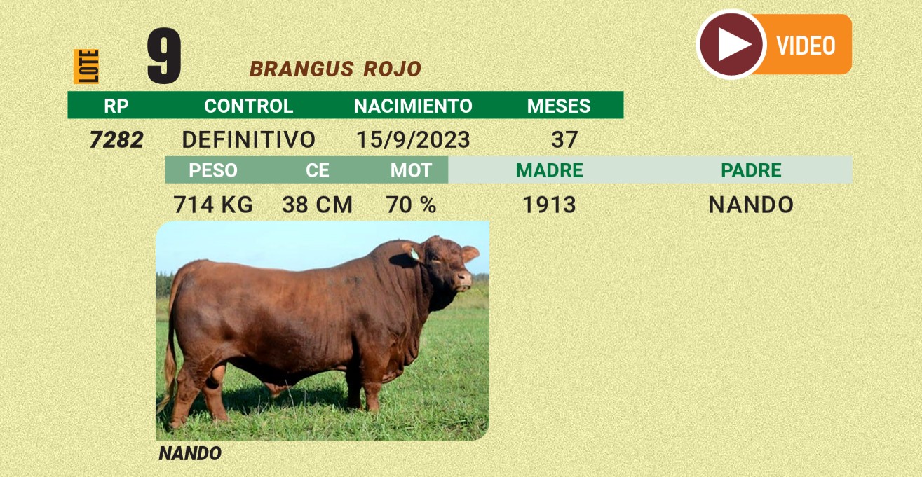 LOTE 09 - BRANGUS