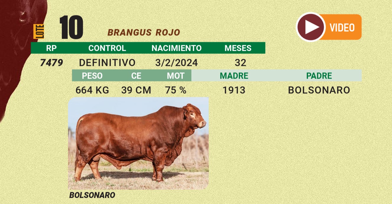 LOTE 10 - BRANGUS