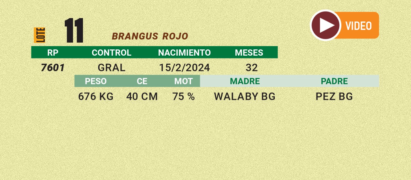 LOTE 11 - BRANGUS