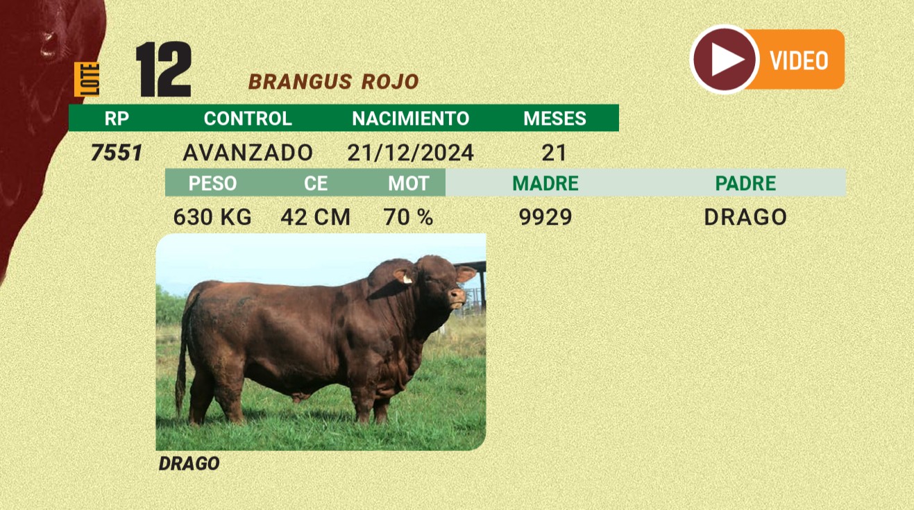 LOTE 12 - BRANGUS