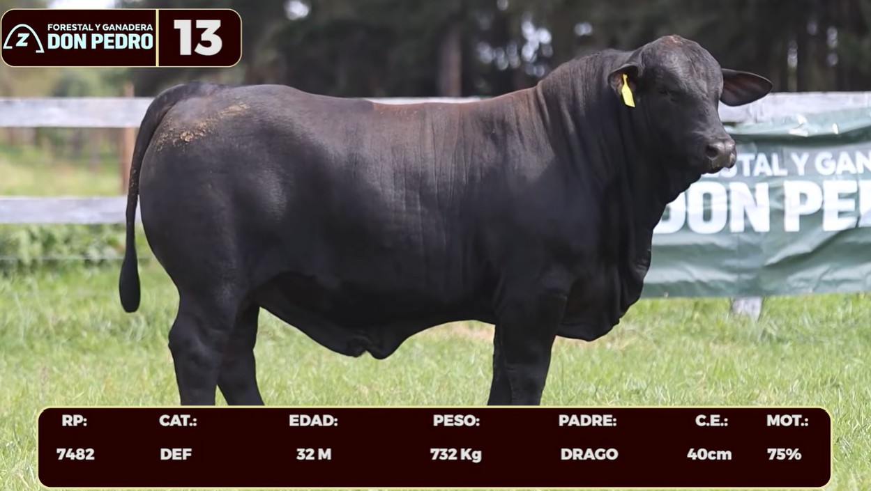 LOTE 13 - BRANGUS