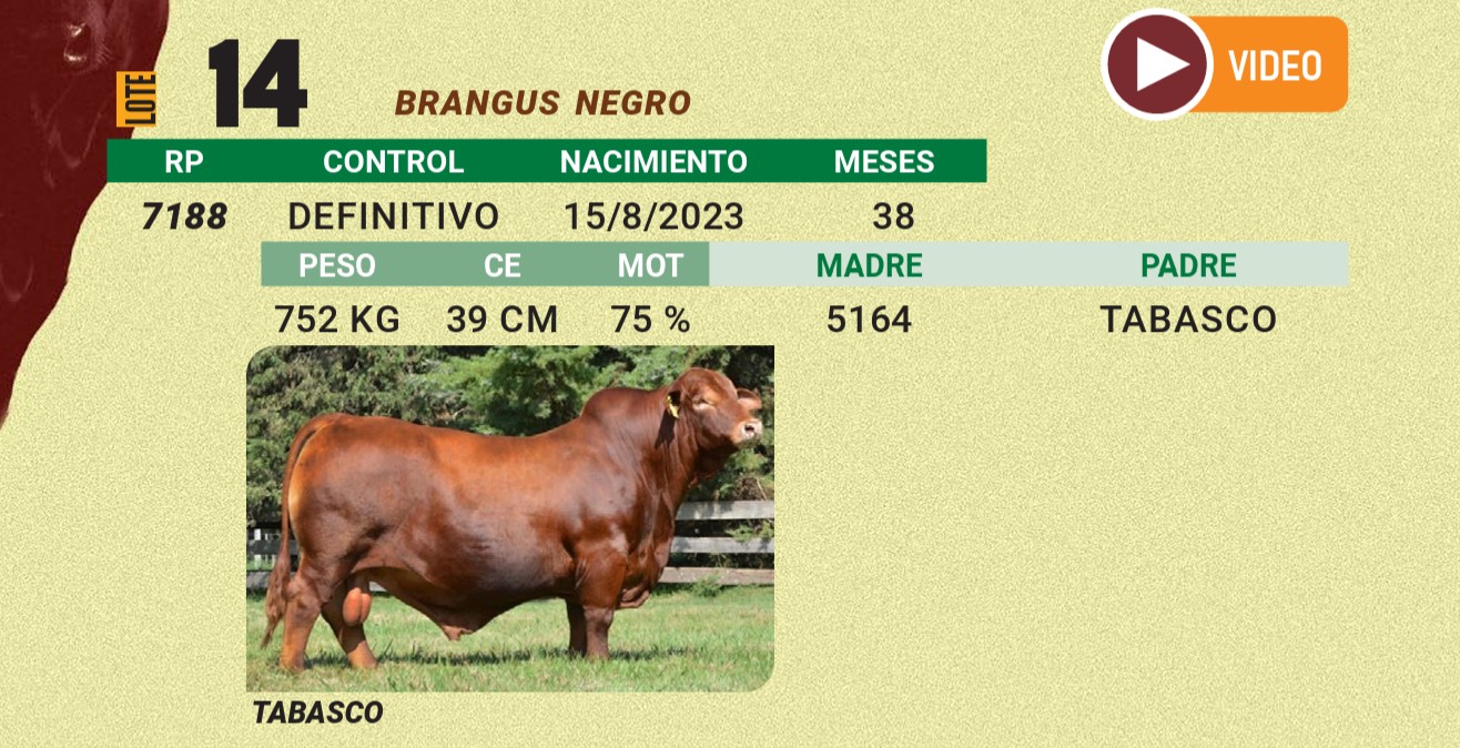 LOTE 14 - BRANGUS