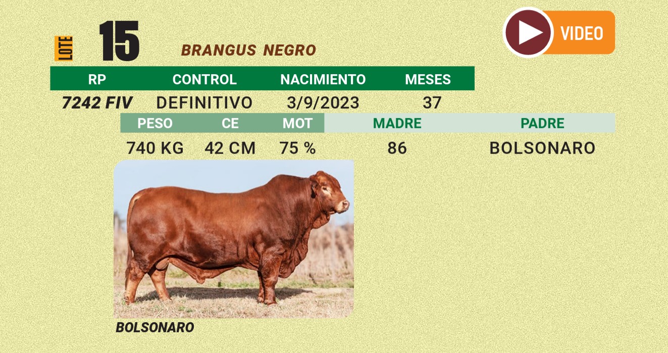 LOTE 15 - BRANGUS
