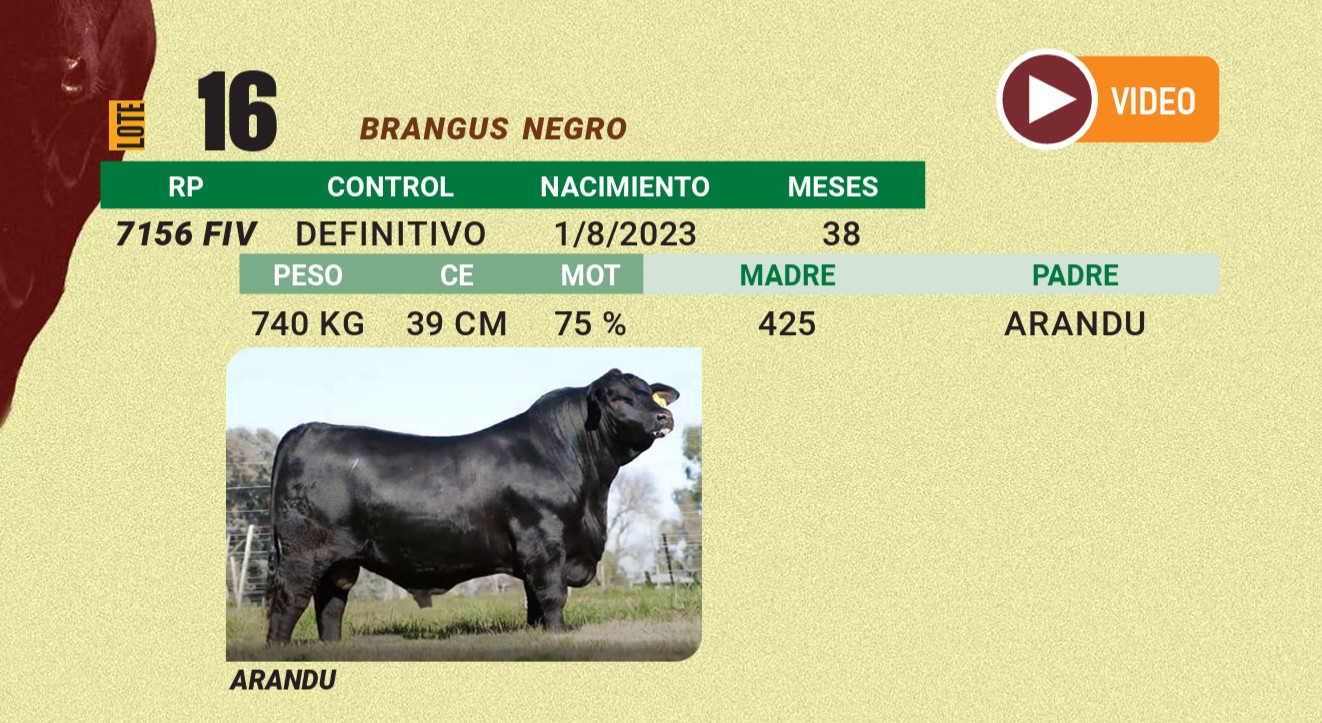LOTE 16 - BRANGUS