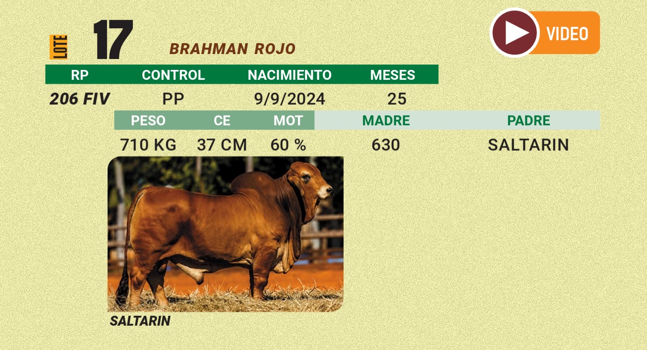 LOTE 17 - BRAHMAN