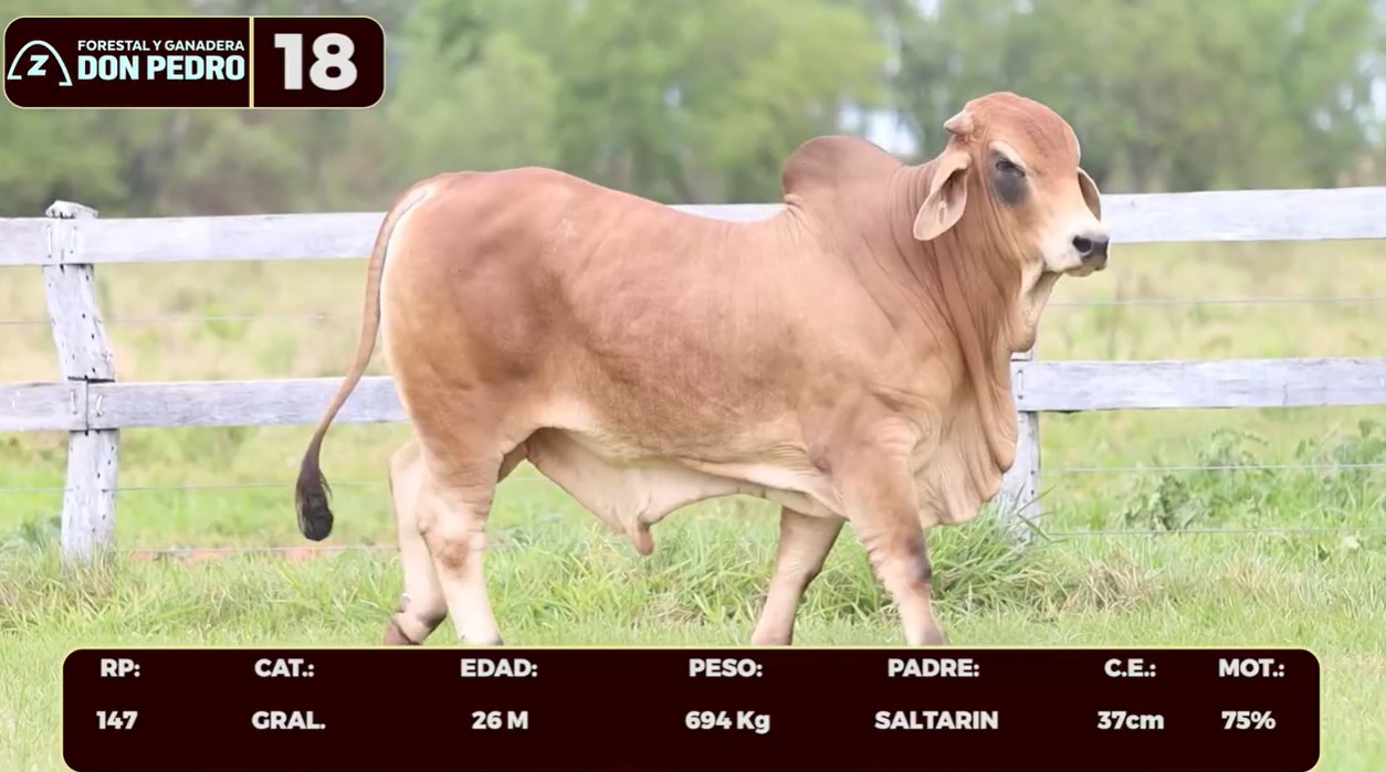 LOTE 18 - BRAHMAN