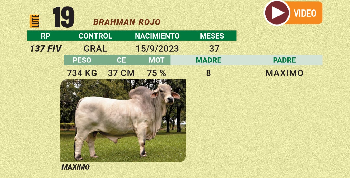 LOTE 19 - BRAHMAN