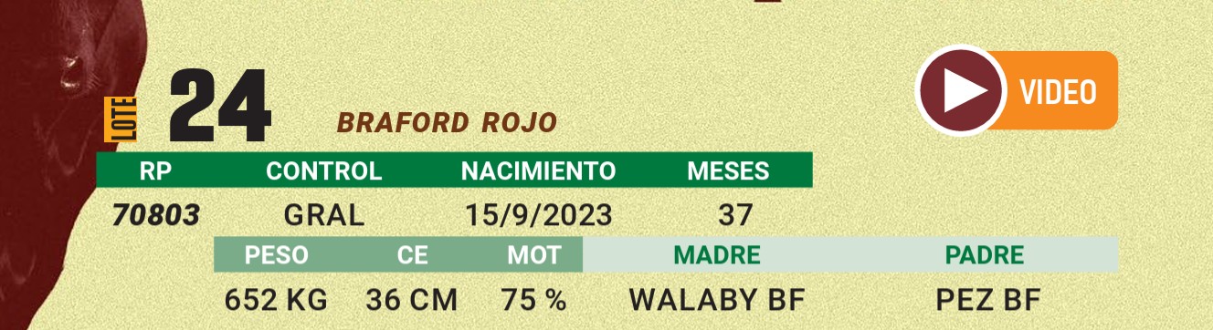 LOTE 24 - BRAFORD
