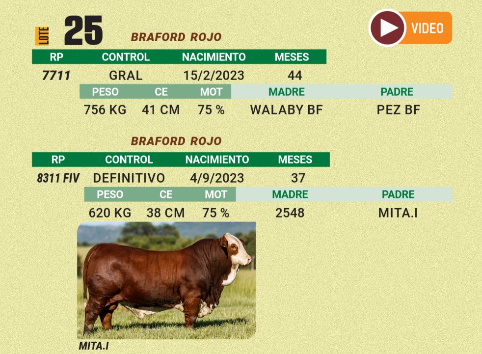 LOTE 25 - BRAFORD