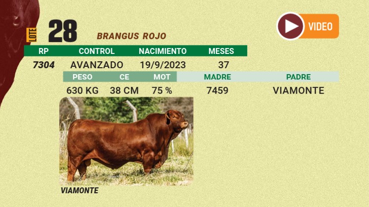 LOTE 28 - BRANGUS ROJO