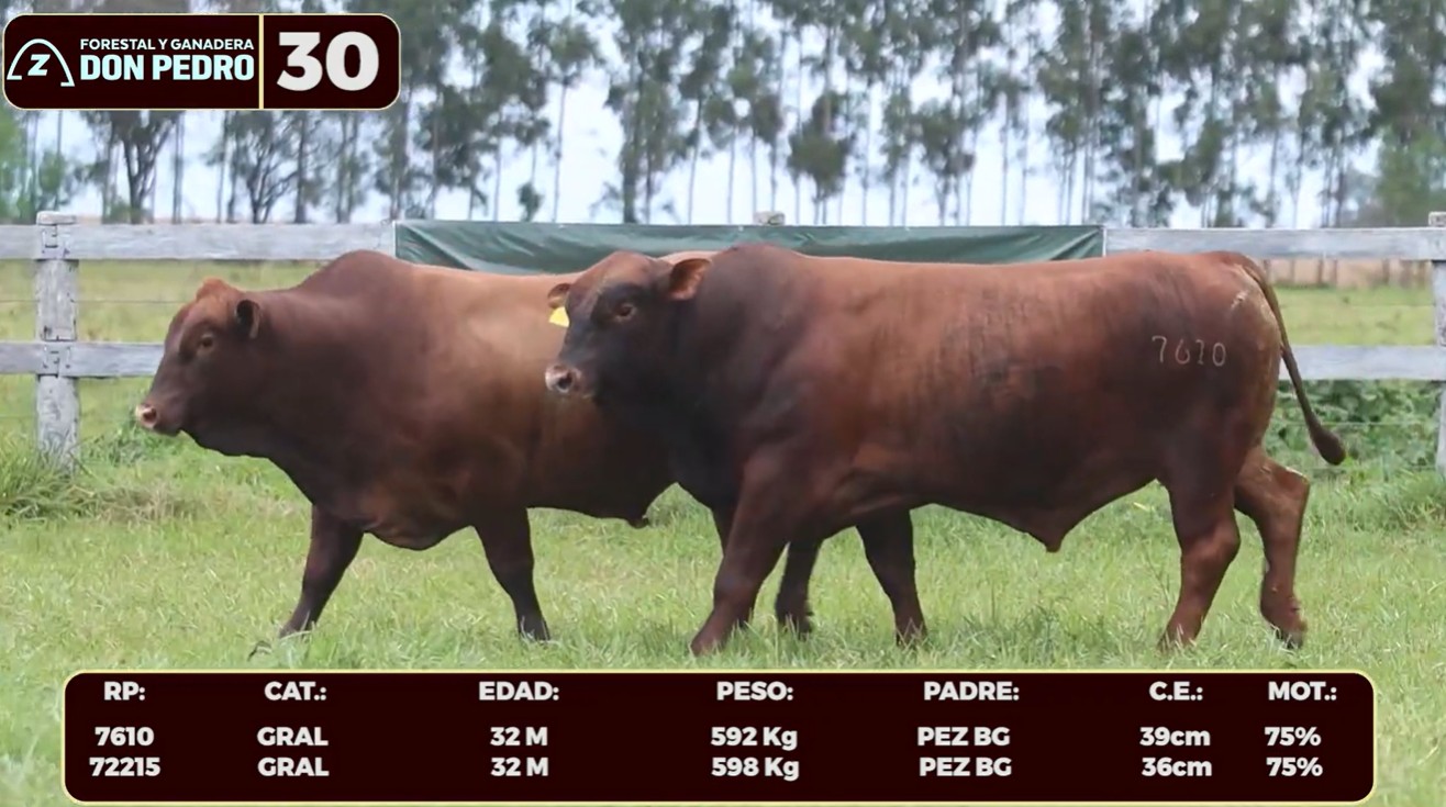 LOTE 30 - BRANGUS BARCINO