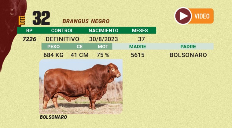 LOTE 32 - BRANGUS NEGRO