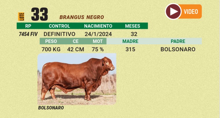 LOTE 33 - BRANGUS NEGRO
