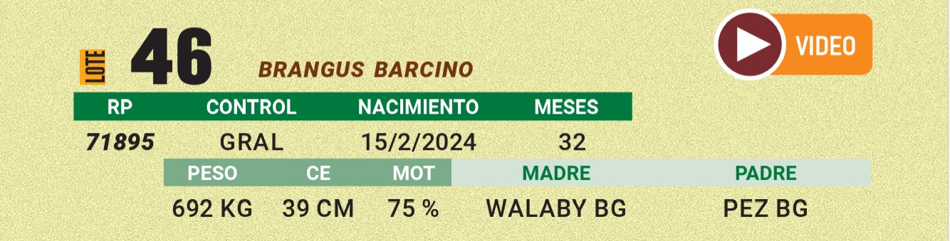 LOTE 46 - BRANGUS BARCINO