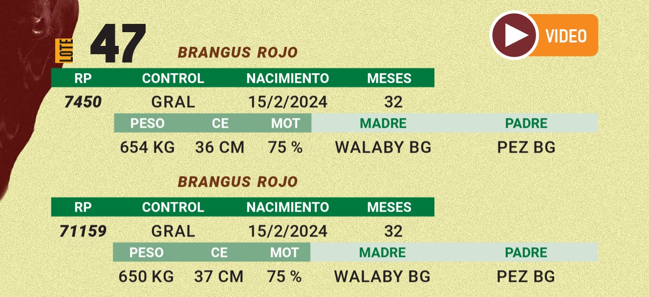LOTE 47 - BRANGUS ROJO