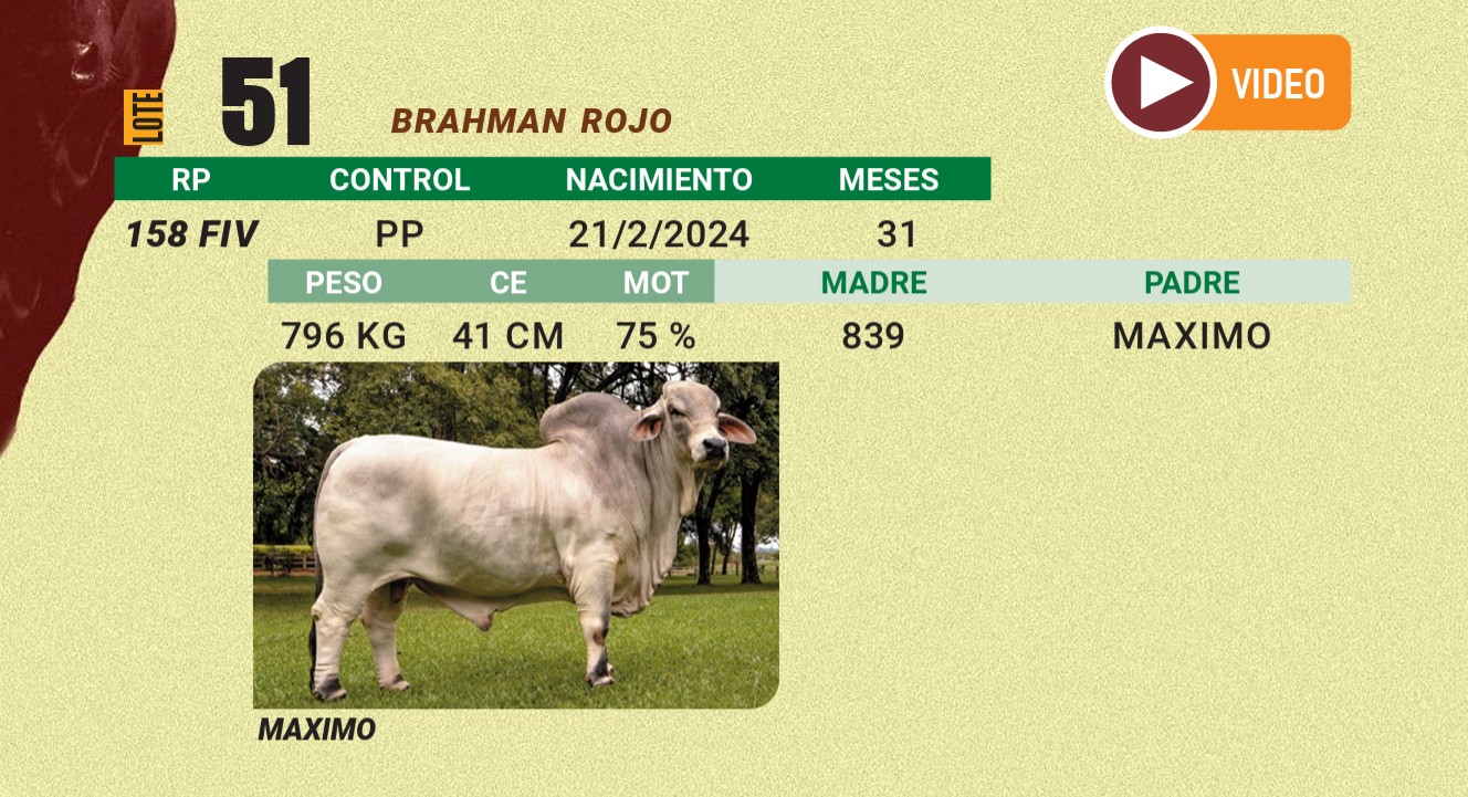 LOTE 51 - BRAHMAN ROJO