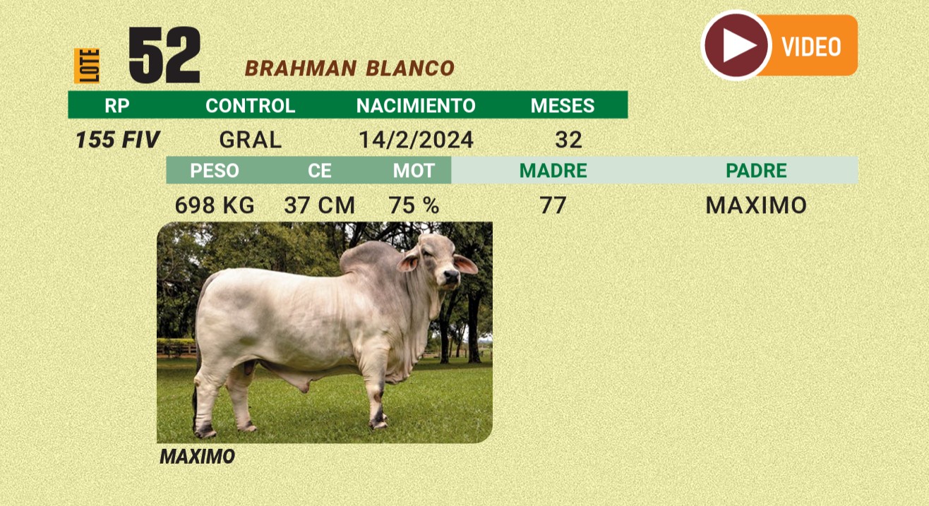 LOTE 52 - BRAHMAN BLANCO