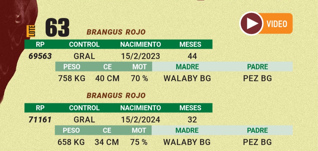 LOTE 63 - BRANGUS ROJO