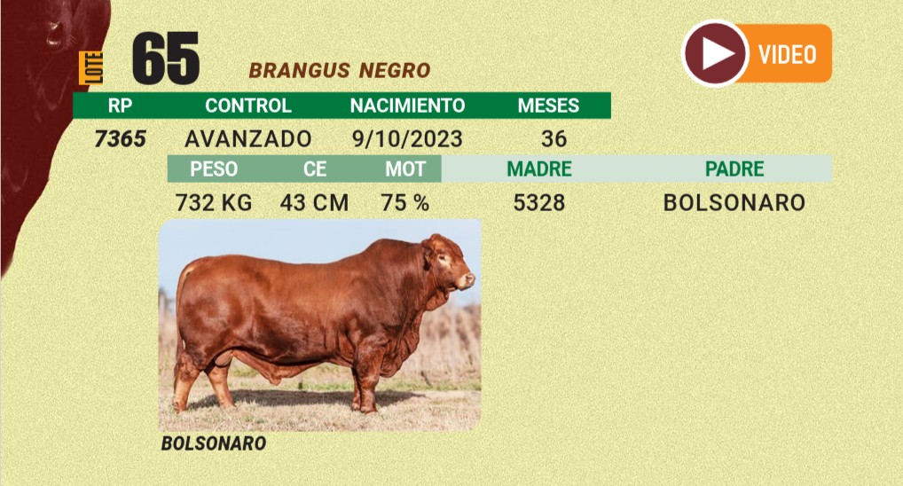 LOTE 65 - BRANGUS NEGRO