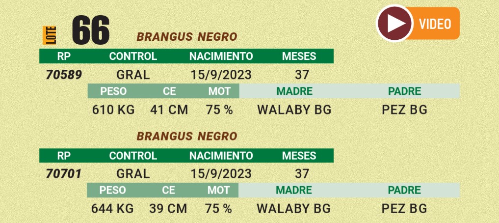 LOTE 66 - BRANGUS NEGRO