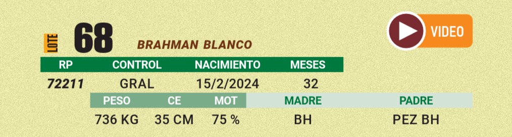 LOTE 68 - BRAHMAN BLANCO