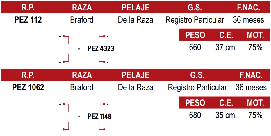 LOTE 19