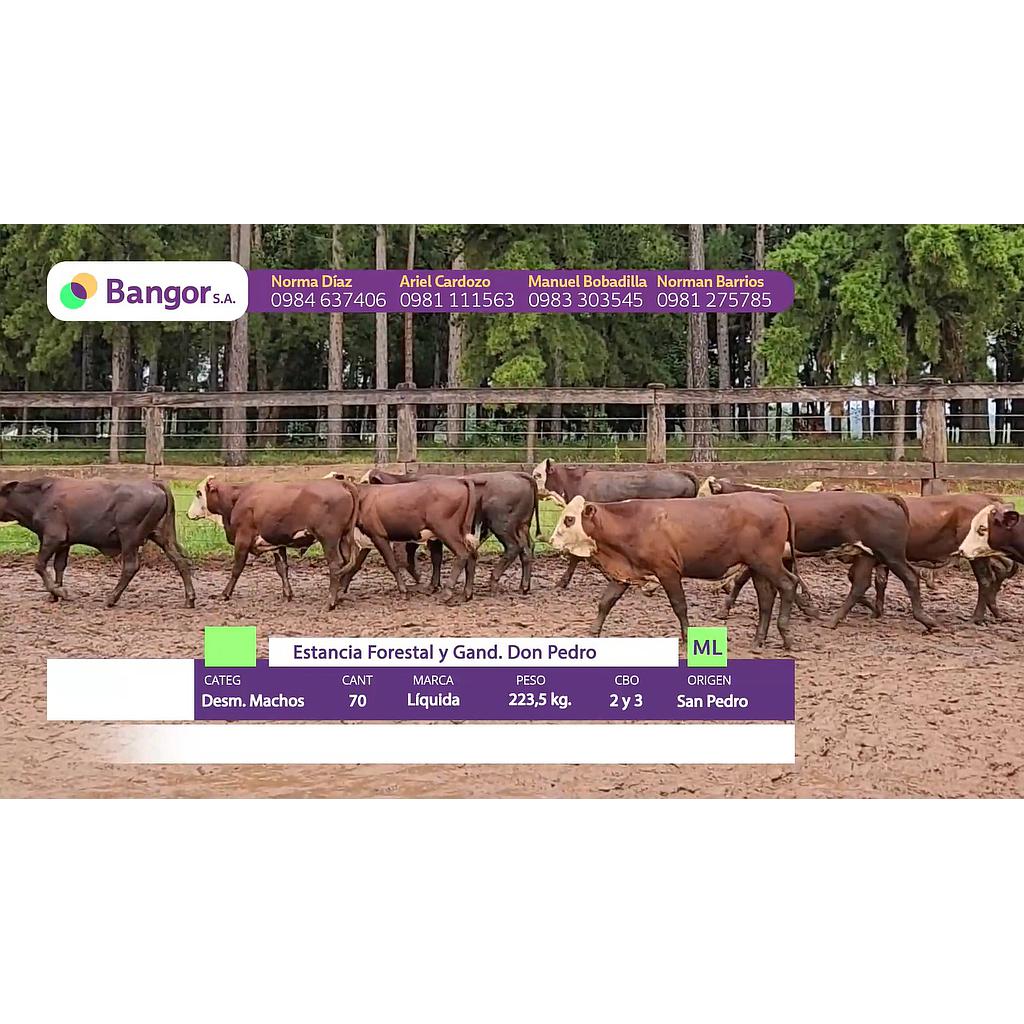 LOTE 01 // DESMAMANTES MACHOS (30,60 Y 90 DIAS SIN INTERESES)