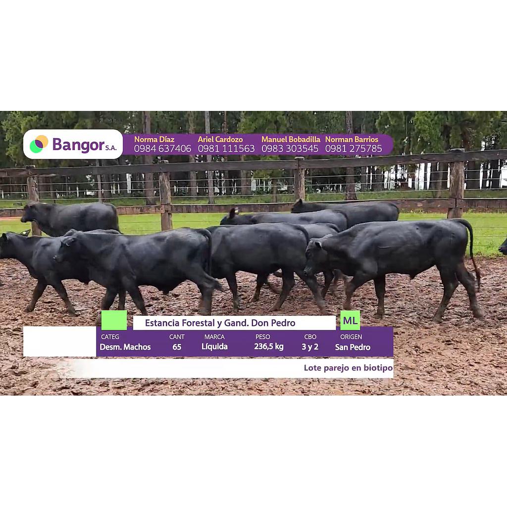 LOTE 03 // DESMAMANTES MACHOS (30, 60 Y 90 DIAS SIN INTERESES)
