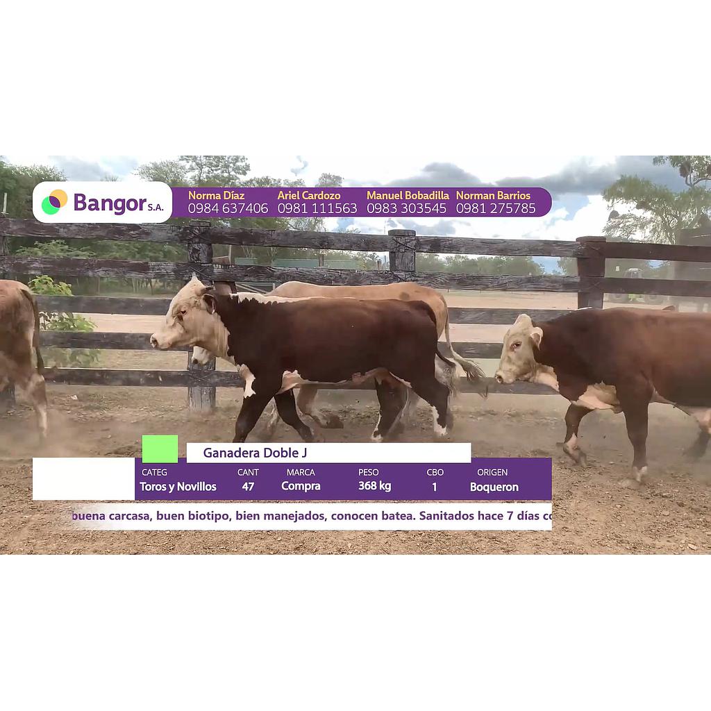LOTE 16 // TOROS Y NOVILLOS