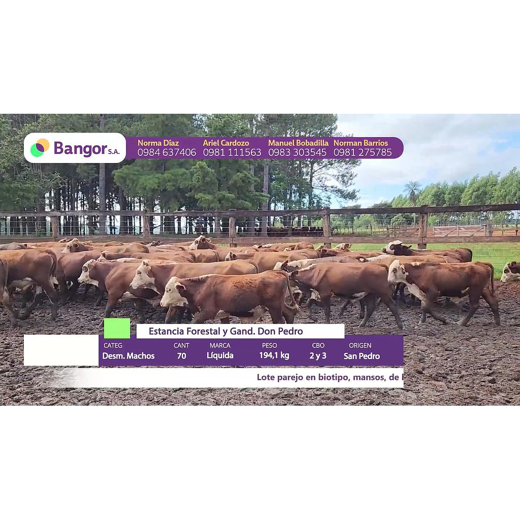 LOTE 19 // DESMAMANTES MACHOS (30, 60 Y 90 DIAS SIN INTERESES)