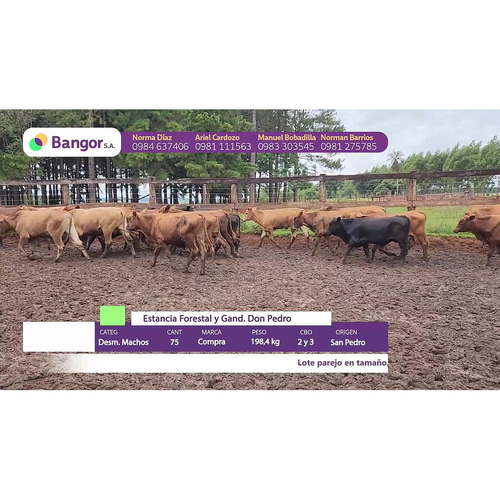 LOTE 20 // DESMAMANTES MACHOS (30, 60 Y 90 DIAS SIN INTERESES)