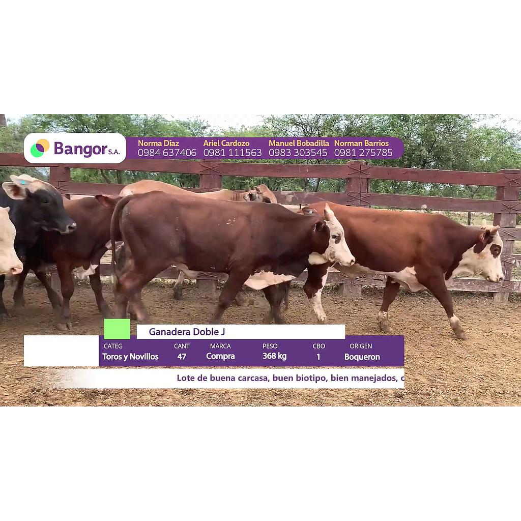 LOTE 24 // TOROS Y NOVILLOS