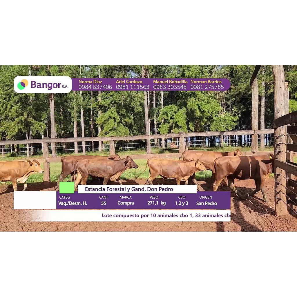 LOTE 28 // VAQUILLAS Y DESMAMANTES HEMBRAS (30, 60 Y 90 DIAS SIN INTERESES)