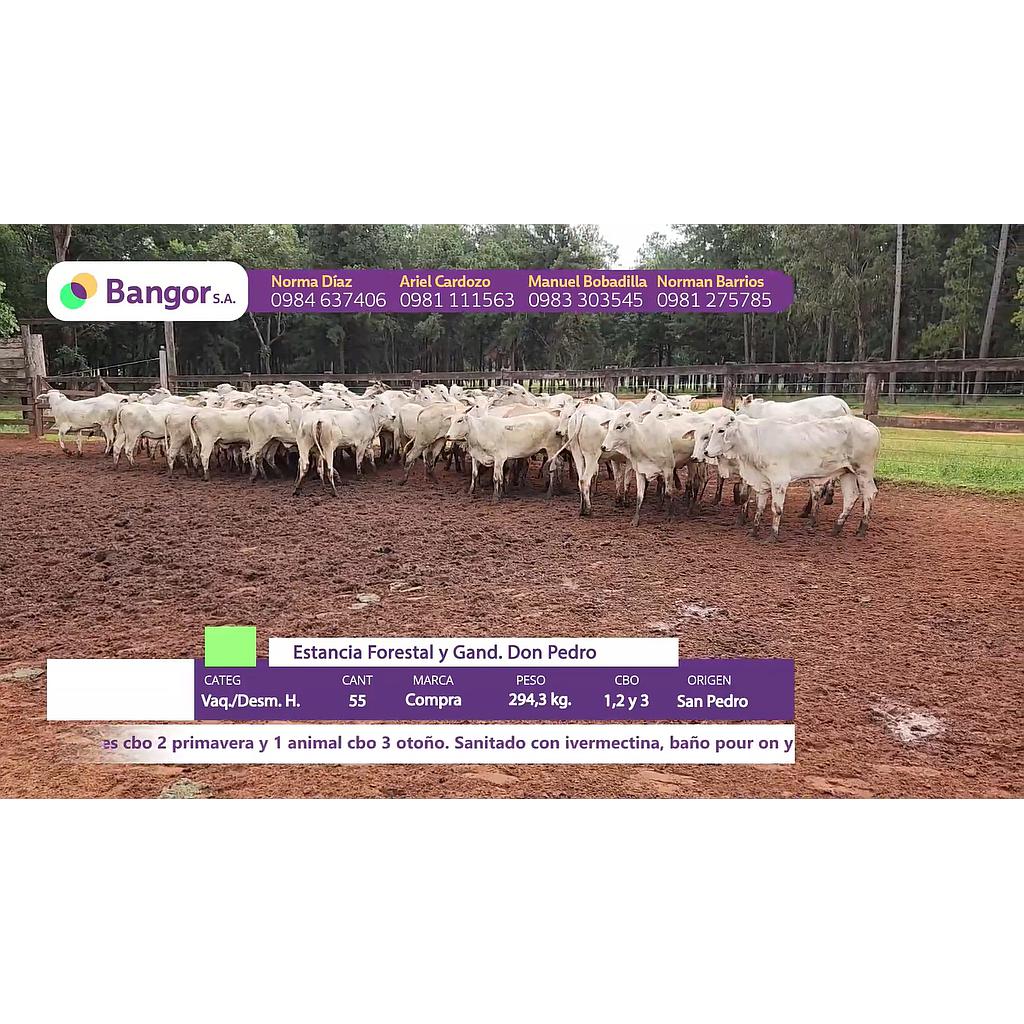 LOTE 30 // VAQUILLAS Y DESMAMANTES HEMBRAS (30, 60 Y 90 DIAS SIN INTERESES)