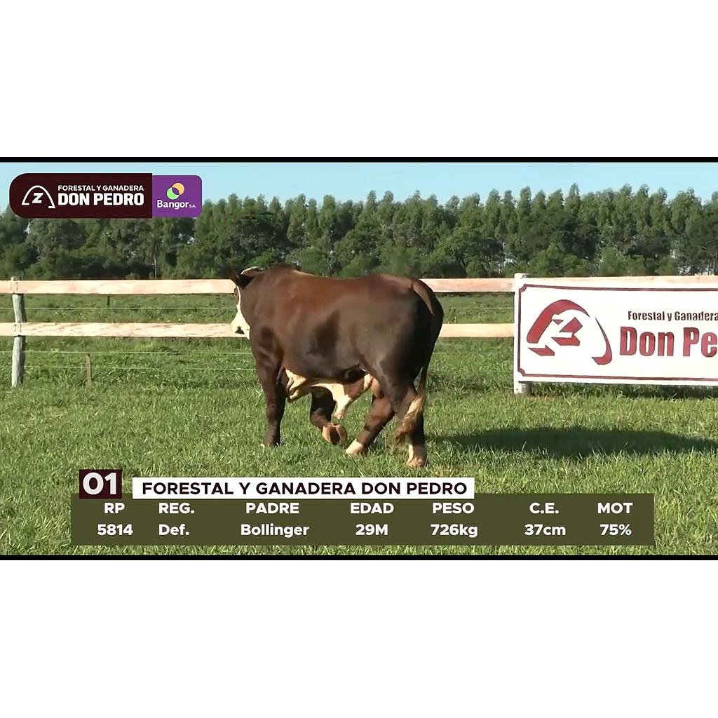 LOTE 01 // TORO BRAFORD