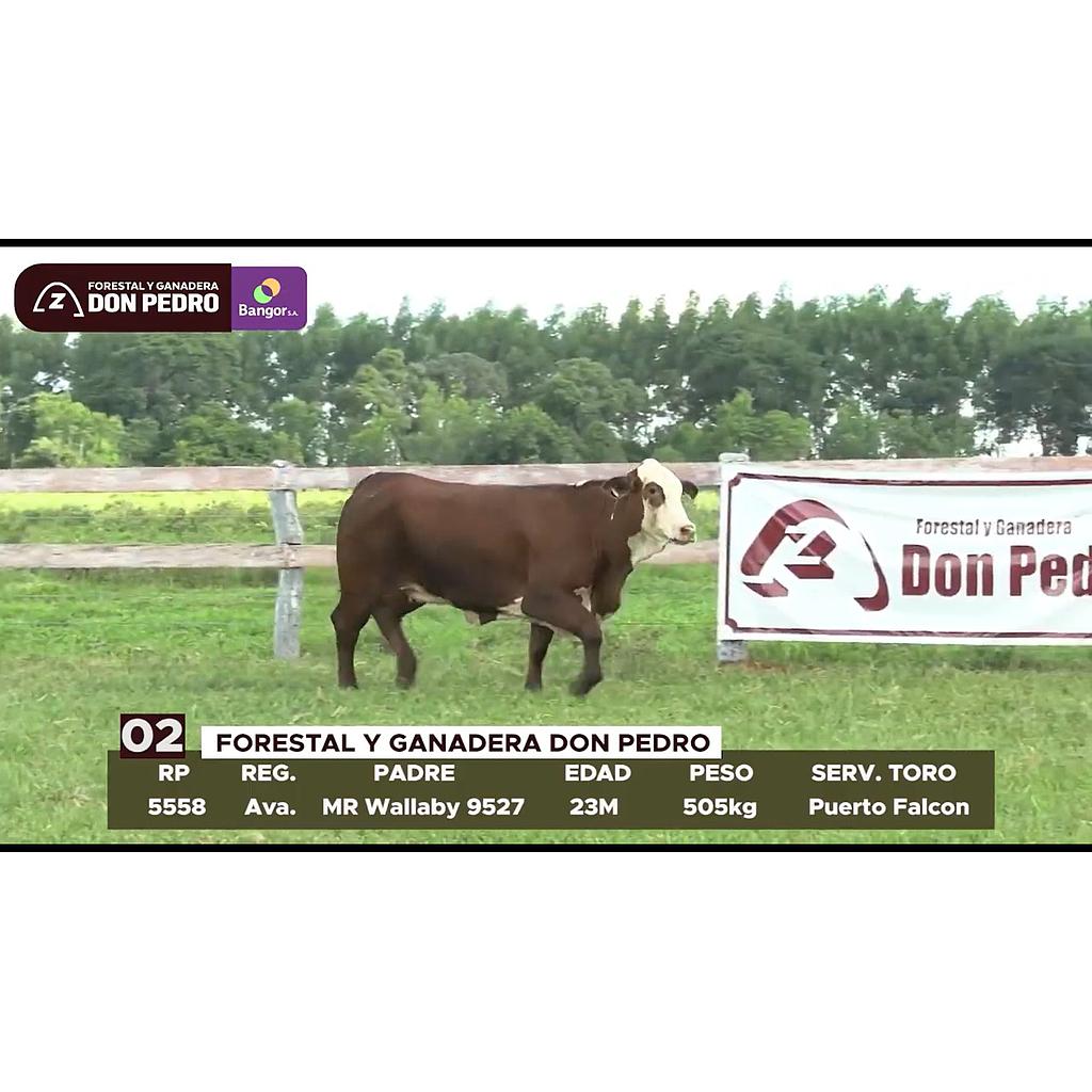 LOTE 02 // VAQUILLA BRAFORD