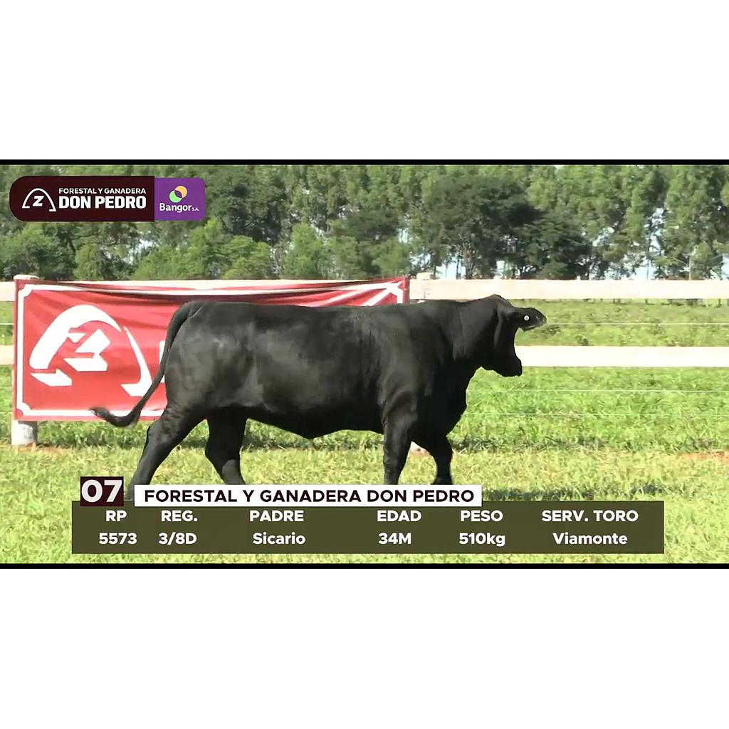 LOTE 07 // VAQUILLA BRANGUS