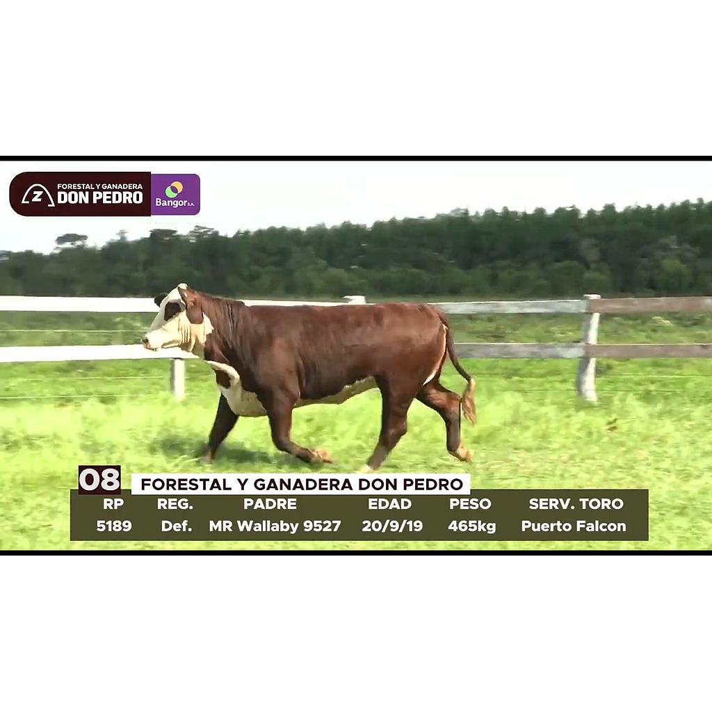 LOTE 08 // VAQUILLA BRAFORD