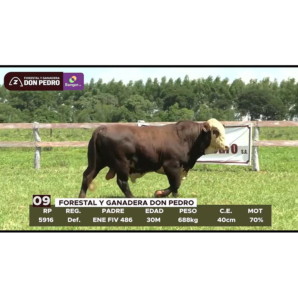 LOTE 09 // TORO BRAFORD