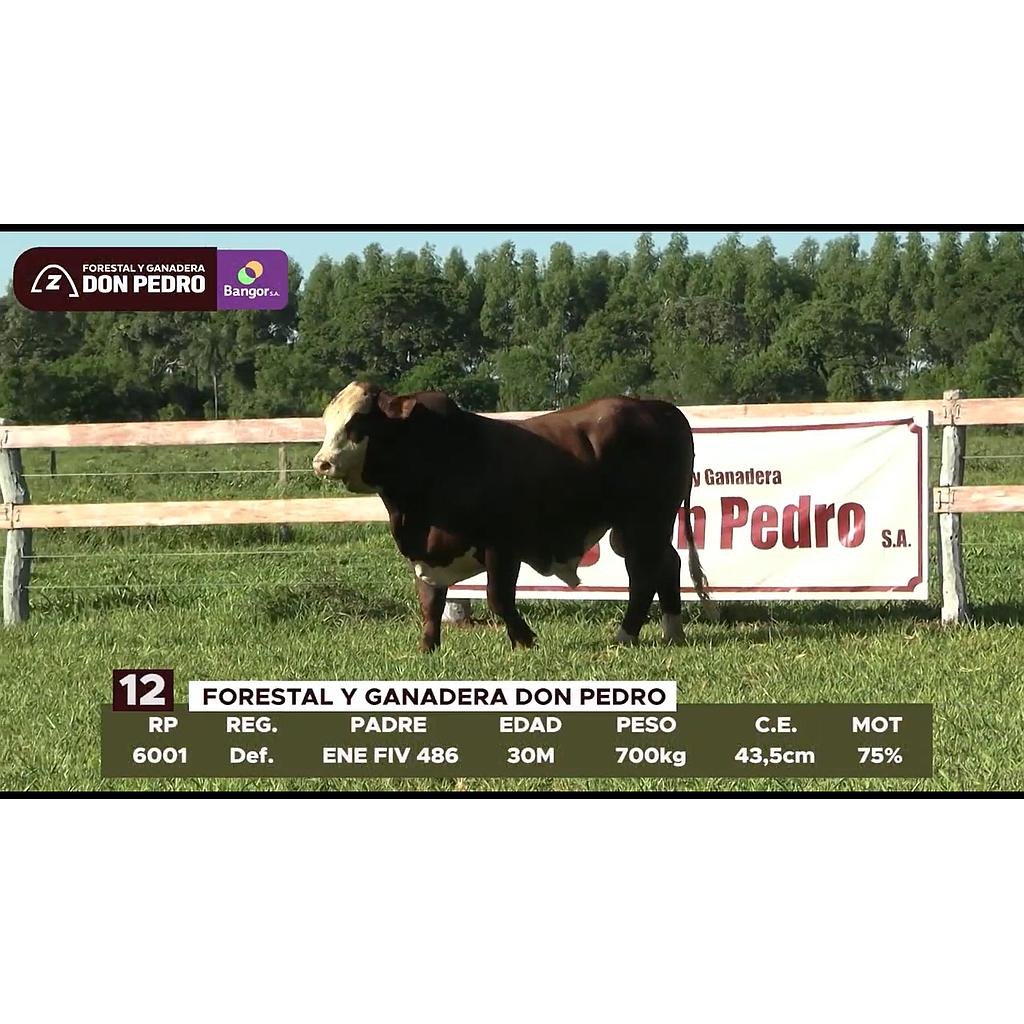 LOTE 12 // TORO BRAFORD